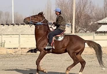 Продаю | Конь (самец) | Рабочий