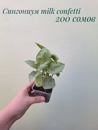 газон готовый: ● Комнатные растения (укоренённые черенки, молодые растения, взрослые — 22