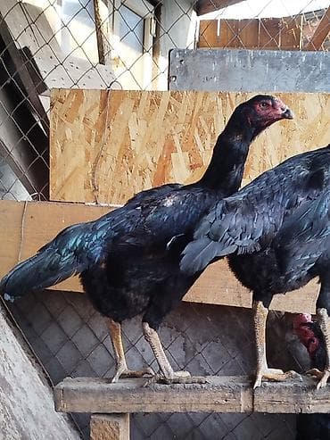 Грызуны: Дакан шамо куры несутся 3000сом шт — 4