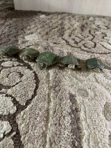 Кошки: Красноухие водные черепашки-малыши 500 сом за петерых а один 100 сом - — 3