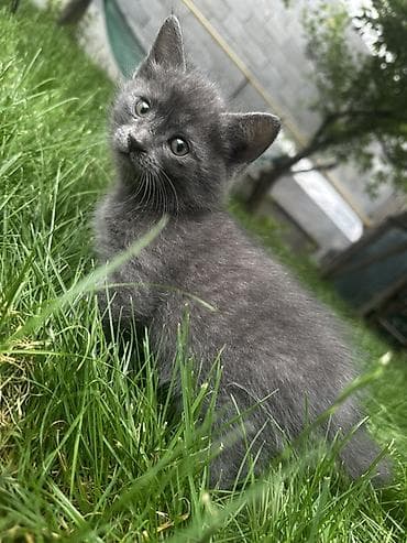 купить кот гол: Котята, помёт из трёх малышей: - Серый однотонный — пушистый, с — 2