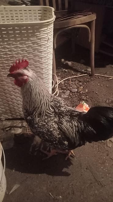 мясо бройлера цена бишкек: Птицы — 6