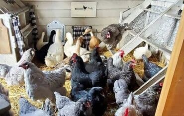 Сатам | Тооктор, Короздор, Балапандар | Үй | Союуга, Көбөйтүү үчүн, Жумуртка туудуруу үчүн