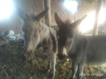 Айыл-чарба жаныбарлары: Ослы (пара) - Вид: домашние ослы, молодые особи - Окрас: один пегий — 1