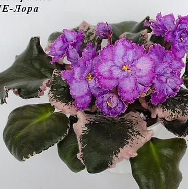 Дом и сад: Продаю деткистартеры сортовых фиалок🌺🌿🌺. От 100сом. Есть взрослые — 8