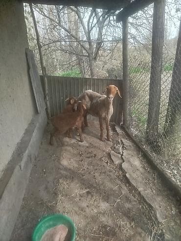 продаю коз: Продаю | Овца (самка) | Для разведения | Матка — 2