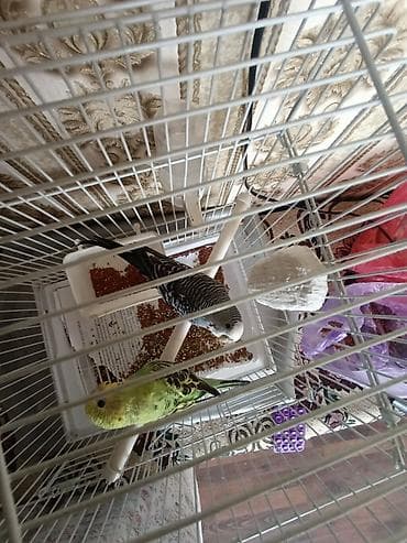 голуби на продажу: Волнистые попугаи с клеткой и аксессуарами. Комплектация: - Пара — 1