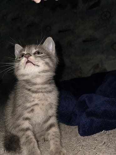 сколько стоит британские кошки: Отдам только в добрые руки!Не игрушка!Очаровательные серые котята — 1