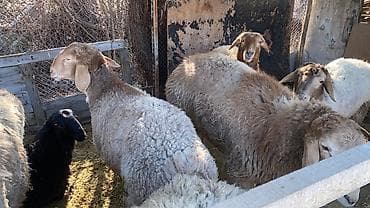 мойка шерсти: Продаю | Баран (самец) | На забой, Для разведения, Для шерсти | Матка — 1