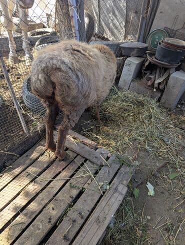 куда отдать собаку бишкек: Продаю | Овца (самка) | Арашан | Для разведения | Племенные — 10