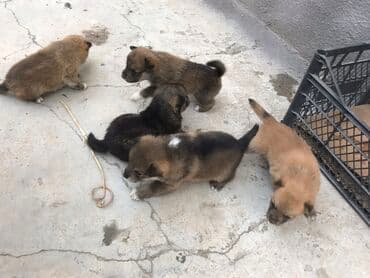 цена собаки хаски: Отдам щенков в хорошие руки западно-сибирская лайка (мать) Щенки — 1