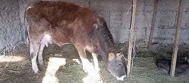 Айыл-чарба жаныбарлары: Сатам | Уй (ургаачы) | Сүт алуу үчүн | Музоологондон кийин — 2