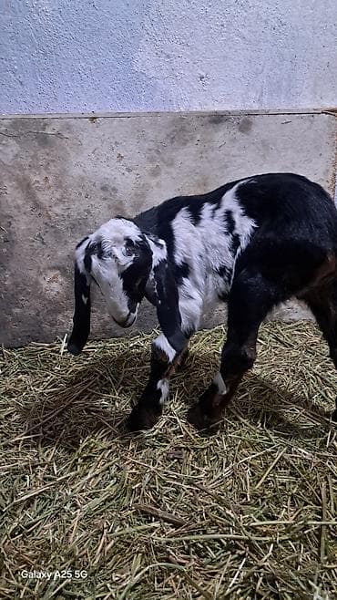 сибирская кошка черная: Продаю | Козлёнок | Нубийская | Для разведения — 4