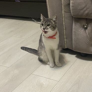 Грызуны: Кошка даром: Беспородная, Девочка, Приучена к лотку — 4