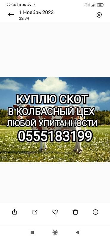 Скупка скота любой упитанности и любого возраста