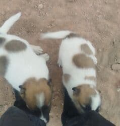 американский булли бишкек: Собака даром: Дворняжка, 2 месяца, Самка — 2