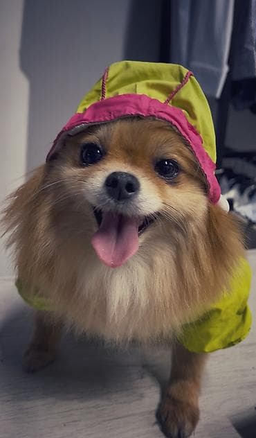 Животные: Шпиц, 2 года, Самка — 4