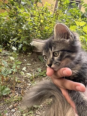 Мышыктар: Мышык бекер берилет: Ангор, 2 айлык, Эркек, Аргын — 5