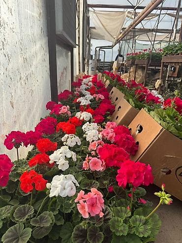 Уход и хранение одежды: Цикламен в горшке - Ярко-красное цветение, изящные изогнутые лепестки — 3