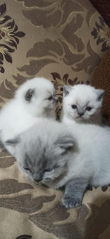 абиссинская кошка купить: Британские короткошерстные котята, окрас пойнт и голубой глазки — 3