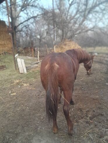 Продаю | Жеребец | Рабочий — 3