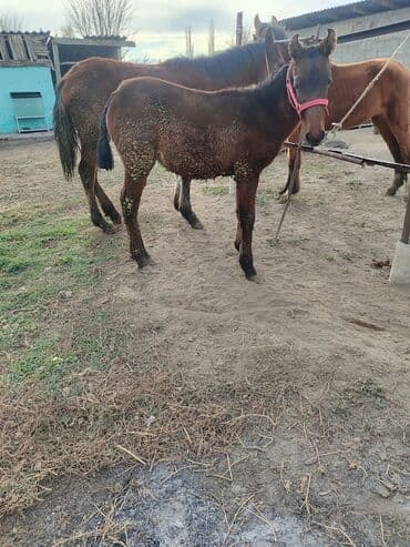 комбикорм для кроликов: Продаю | Жеребенок | Для разведения | Племенные — 2