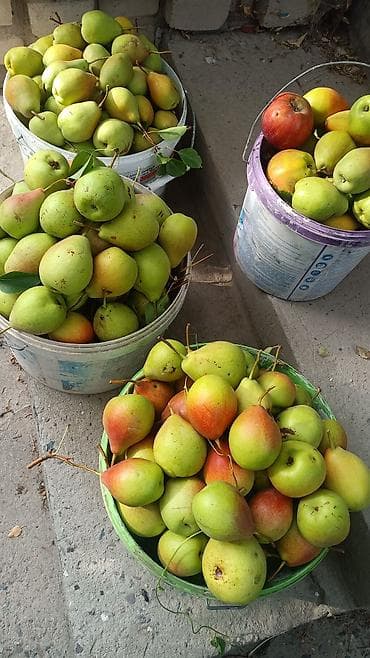 Каменные заборы: Кирпичные заборы, Покраска забора — 5