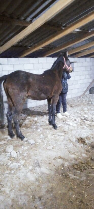 Продаю | Кобыла (самка) | Рабочий | Племенные