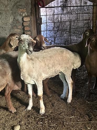 хомяк домашний купить: Продаю | Овца (самка) | На забой | Матка — 3