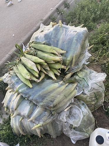 Кукуруза Оптом
