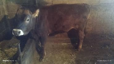 аквариумы с рыбками: Продаю | Корова (самка) | Полукровка | На забой — 3