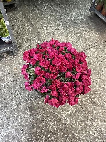 alize puffy: Те самые Азалии Лучший подарок на 8 марта Они по акции 3000 С акцией — 3