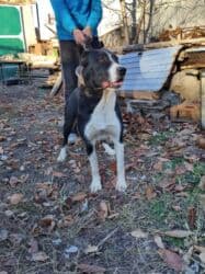 акустические системы apc колонка в виде собак: Алабай, 1 год, Самка — 3