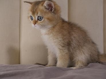 сколько стоит персидская кошка: Скотиш Страйт (Шотландская прямоухая), 2 месяца, Девочка, Золотая шиншилла — 6