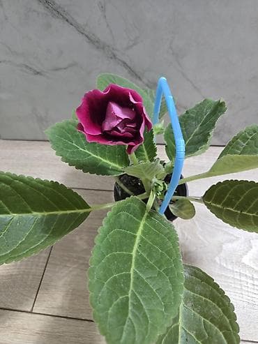 глоксиния гулу: Глоксиния (Sinningia speciosa) в горшке Цветущие глоксинии Украшение — 4