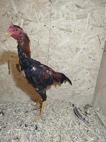 дакан цыпленок: Продаю | Петух — 5