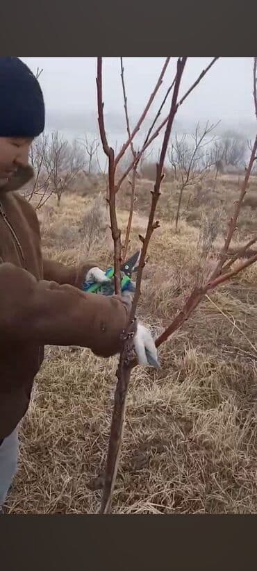 Алма бутайбыз бардык турун Бишкек Чуй