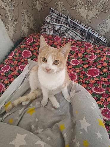 продам друга: Кошка даром: Беспородная, 9 месяцев, Мальчик, Приучена к лотку — 1