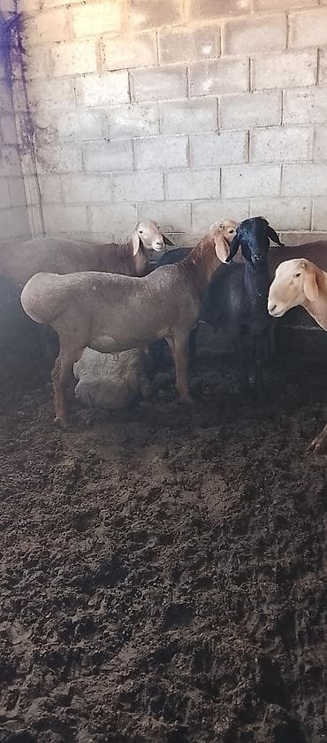 обрезки мяса: Продаю | Баран (самец) | Для разведения — 4