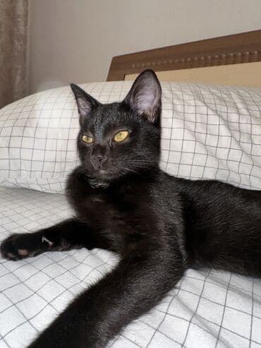 Мышыктар: 3 айлык, Ургаачы, Лотокко барууга үйрөтүлгөн — 4