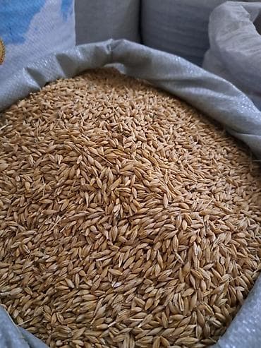 Арпа ячмень Описание Арпа(ячмень) Оптом и в розницу! Оптовая цена