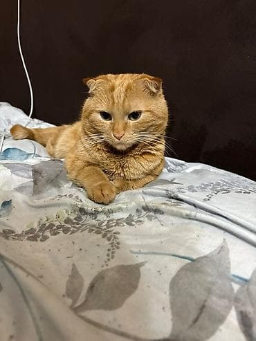 котик шотландский: Шотландский вислоухий кот, окраса «рыжий табби». Описание: - Породные — 3