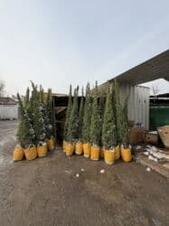 самшит декоративный кустарник: Көчөттөр дарактардын: Арчалар — 22