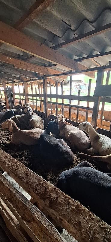 меняю на кур: Продаю | Баран (самец) | Для разведения — 3