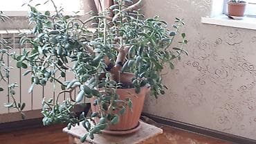 доллоровое дерево: Толстянка (денежное дерево), взрослые разветвлённые экземпляры в — 2