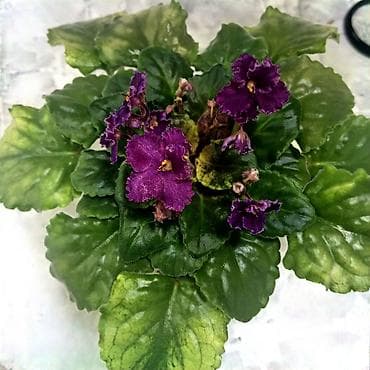 Продаю цветущие и не цветущие фиалки 🌺🌺🌺 .Нахожусь в районе Тоголок at lalafo.kg Продаю цветущие и не цветущие фиалки 🌺🌺🌺 .Нахожусь в районе Тоголок