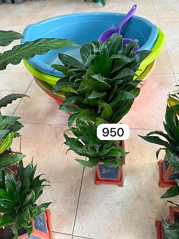 офисный стол бу: Комнатные растения в горшках 1) Спатифиллум (Spathiphyllum) — крупный — 2