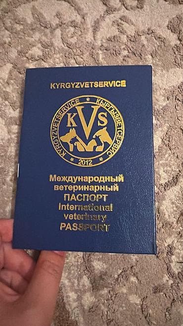 бельгийские овчарки малинуа: Немецкая овчарка, 2 года, Самец, С прививкой — 2