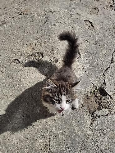 экзотическая короткошёрстная кошка: Пушистый котёнок, полудлинношёрстный, окраса серый табби с белыми — 1