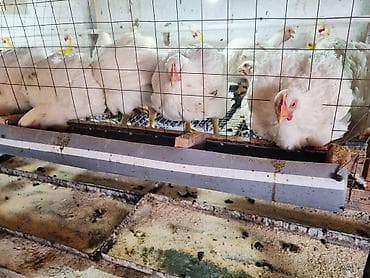 ат бишкек: Продаются домашние бройлеры мясного кросса. ✅ Живой вес — 255 сом/кг — 4